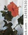 A lovely hibiscus 124937630