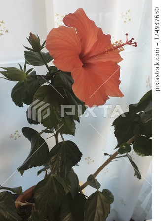 A lovely hibiscus A lovely hibiscus 124937630