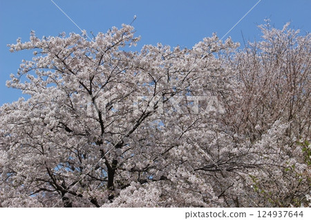 Cherry Blossoms Cherry Blossoms 124937644