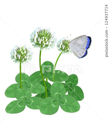 白三葉草和藍蝴蝶 白三葉草和藍蝴蝶 124937714