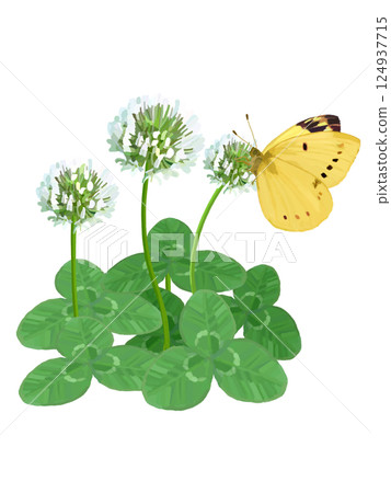White clover and Colias monadelpha 124937715