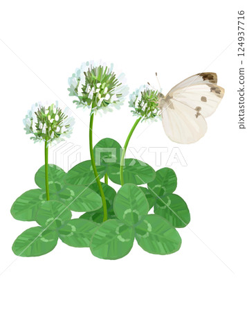 白三葉草和monsacea 124937716