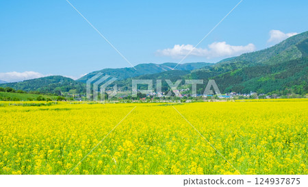 飯山市/常盤油菜田 124937875