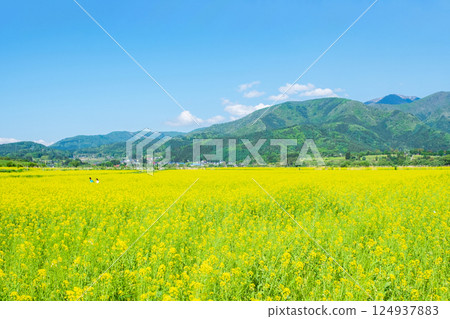 Iiyama City Tokiwa Rapeseed Flower Field 124937883
