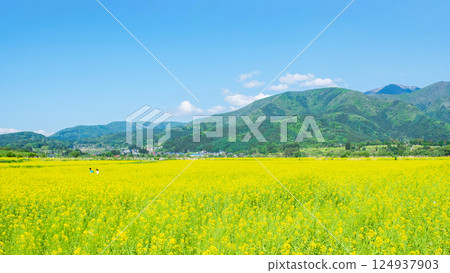 Iiyama City Tokiwa Rapeseed Flower Field Iiyama City Tokiwa Rapeseed Flower Field 124937903