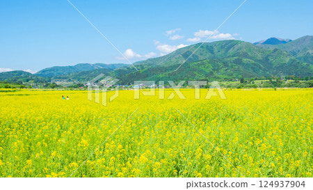 Iiyama City Tokiwa Rapeseed Flower Field Iiyama City Tokiwa Rapeseed Flower Field 124937904