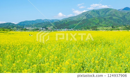 Iiyama City Tokiwa Rapeseed Flower Field Iiyama City Tokiwa Rapeseed Flower Field 124937906