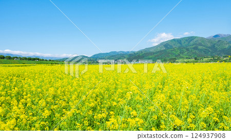 飯山市/常盤油菜田 124937908