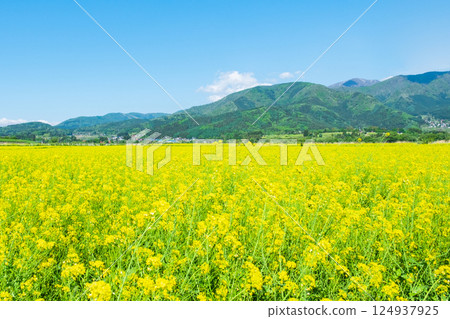 Iiyama City Tokiwa Rapeseed Flower Field 124937925