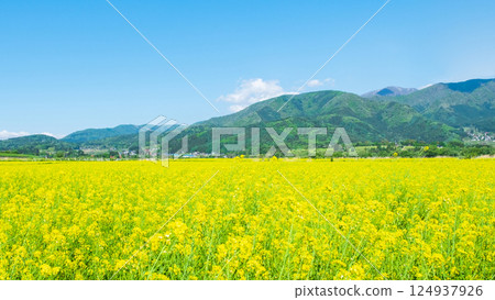 飯山市/常盤油菜田 124937926