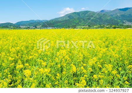 飯山市/常盤油菜田 飯山市/常盤油菜田 124937927