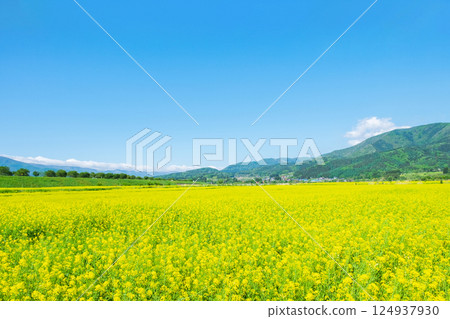 Iiyama City Tokiwa Rapeseed Flower Field Iiyama City Tokiwa Rapeseed Flower Field 124937930