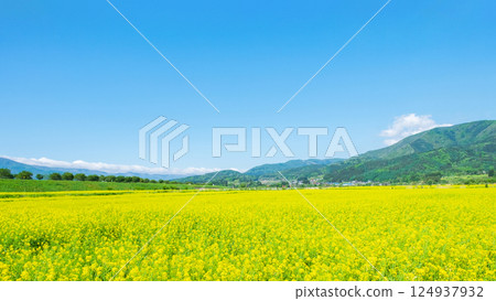 Iiyama City Tokiwa Rapeseed Flower Field Iiyama City Tokiwa Rapeseed Flower Field 124937932