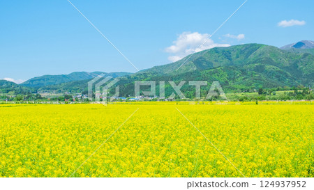 Iiyama City Tokiwa Rapeseed Flower Field Iiyama City Tokiwa Rapeseed Flower Field 124937952