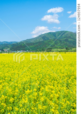飯山市/常盤油菜田 124937954
