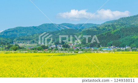 Iiyama City Tokiwa Rapeseed Flower Field 124938011