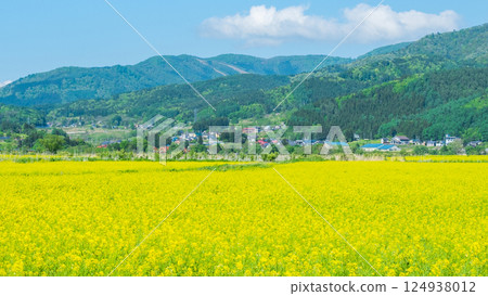 Iiyama City Tokiwa Rapeseed Flower Field Iiyama City Tokiwa Rapeseed Flower Field 124938012