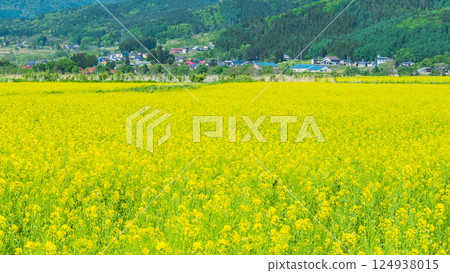 Iiyama City Tokiwa Rapeseed Flower Field Iiyama City Tokiwa Rapeseed Flower Field 124938015