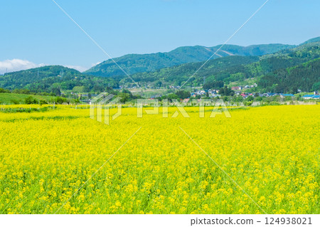 Iiyama City Tokiwa Rapeseed Flower Field Iiyama City Tokiwa Rapeseed Flower Field 124938021