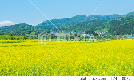 Iiyama City Tokiwa Rapeseed Flower Field 124938022