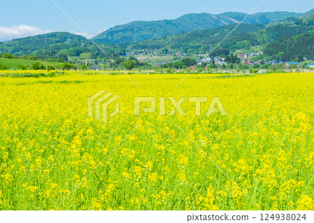 Iiyama City Tokiwa Rapeseed Flower Field 124938024