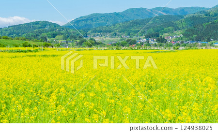 飯山市/常盤油菜田 飯山市/常盤油菜田 124938025