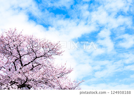 A refreshing spring breeze with blue skies and cherry blossoms A refreshing spring breeze with blue skies and cherry blossoms 124938188