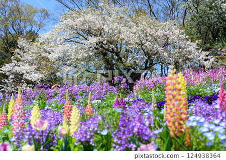 2025年4月橫濱里山花園的花朵 124938364