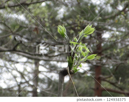 New shoots of Japanese koshiabura bathed in the spring light 124938375