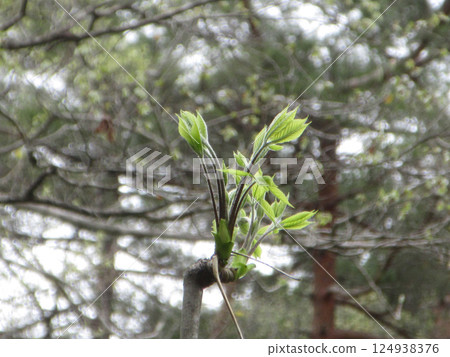 Koshiabura bathed in the spring light Koshiabura bathed in the spring light 124938376