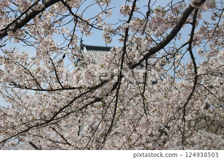 Cherry Blossoms Cherry Blossoms 124938503