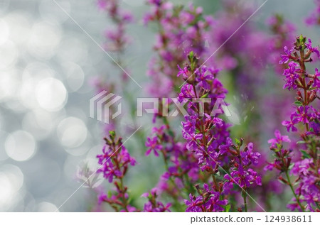 Miso Haigi Flower 124938611