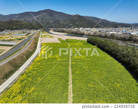 愛媛縣大洲市比治川河岸的油菜花 124938710