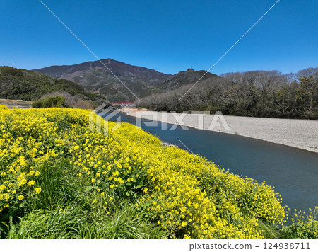 愛媛縣大洲市比治川河岸的油菜花 124938711