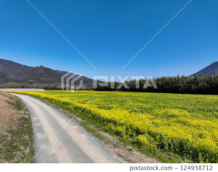 愛媛縣大洲市比治川河岸的油菜花 124938712