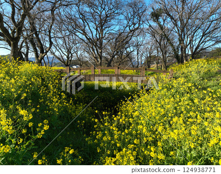 Flowering leaves on the banks of the Oda River, Uchiko Town, Ehime Prefecture 124938771