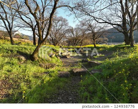 Flowering leaves on the banks of the Oda River, Uchiko Town, Ehime Prefecture Flowering leaves on the banks of the Oda River, Uchiko Town, Ehime Prefecture 124938776