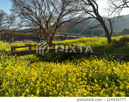 Flowering leaves on the banks of the Oda River, Uchiko Town, Ehime Prefecture Flowering leaves on the banks of the Oda River, Uchiko Town, Ehime Prefecture 124938777