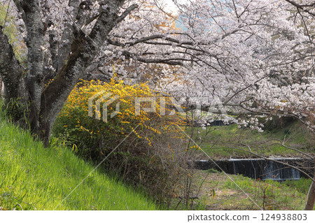 京都府井手町玉川堤岸,山吹與櫻花景觀 京都府井手町玉川堤岸,山吹與櫻花景觀 124938803