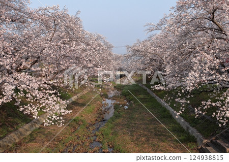 京都府井手町玉川沿岸盛開的櫻花樹 124938815