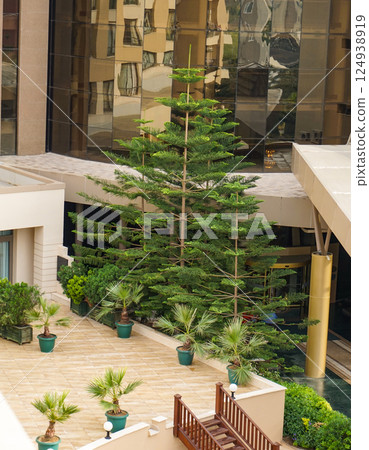 Araucaria and palms in the courtyard of a modern glass-walled building Araucaria and palms in the courtyard of a modern glass-walled building 124938919