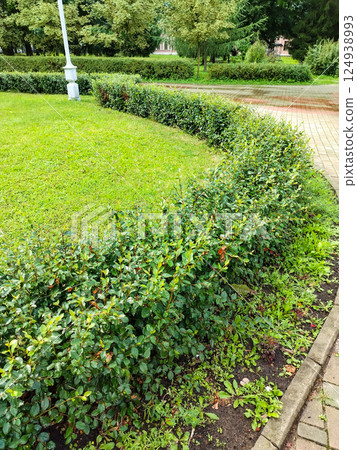 Semicircular trimmed shrub in landscaping along lawn, summer park, vertical shot 124938993