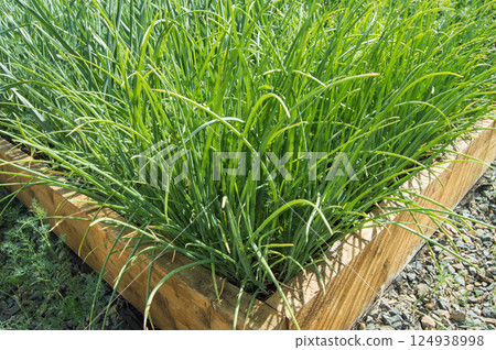 A wooden corner of a raised garden bed in a modern well-planned vegetable garden where green onions grow A wooden corner of a raised garden bed in a modern well-planned vegetable garden where green onions grow 124938998