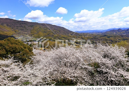 [Kagawa Prefecture] Sakura blossoms bloom at Asahiyama Forest Park in spring 124939026