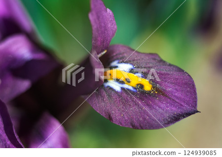 a petal of an iris in close-up on a green background a petal of an iris in close-up on a green background 124939085