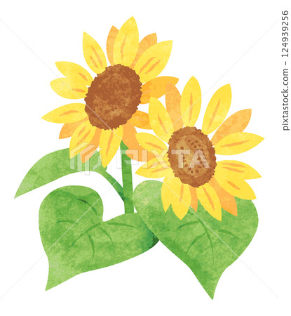Hand-drawn watercolor sunflower illustration 124939256