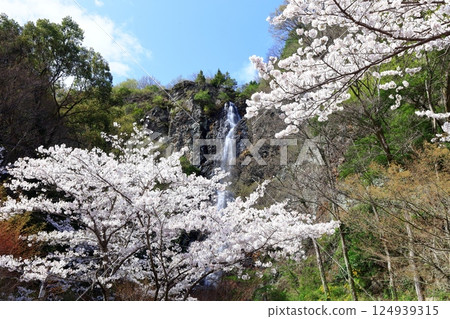 [Kagawa Prefecture] Fudo Falls Country Park in Spring when Cherry Blossoms Bloom 124939315
