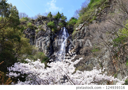 [Kagawa Prefecture] Fudo Falls Country Park in Spring when Cherry Blossoms Bloom 124939316