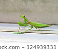 Mantis 124939331
