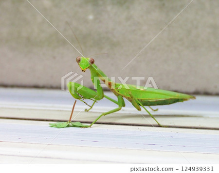 Mantis Mantis 124939331